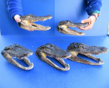 Five B-Grade Alligator Heads 7" to 8