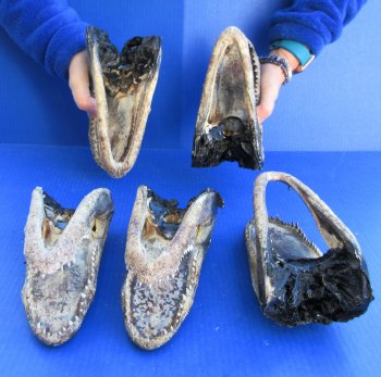 Five B-Grade Alligator Heads 7" to 8