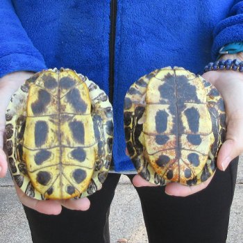 Two piece 5" Red Eared Slider Turtle Shells