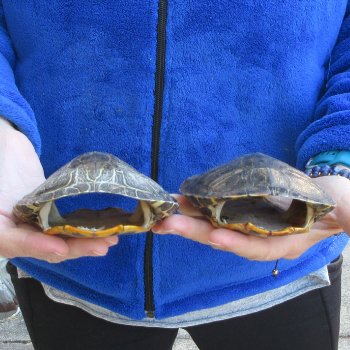 Two piece 5" Red Eared Slider Turtle Shells