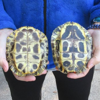 Two piece 5" Red Eared Slider Turtle Shells