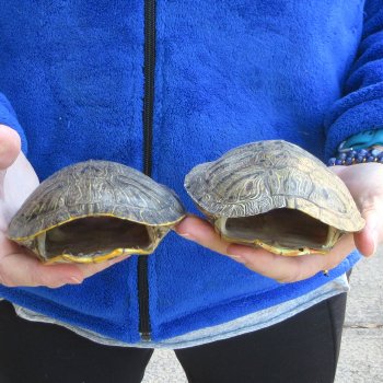 Two piece 5" Red Eared Slider Turtle Shells