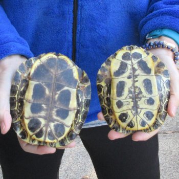 Two piece 5" Red Eared Slider Turtle Shells