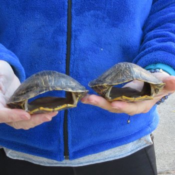 Two piece 5" Red Eared Slider Turtle Shells