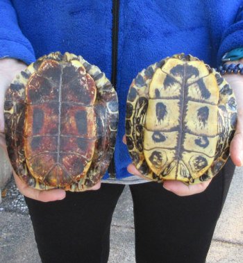 Two piece 5" Red Eared Slider Turtle Shells