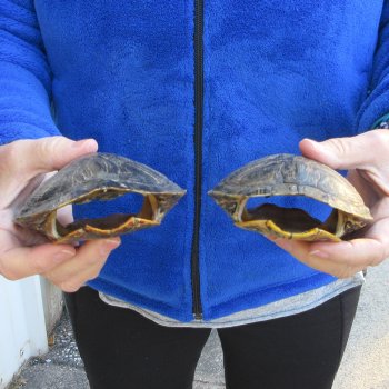 Two piece 5" Red Eared Slider Turtle Shells