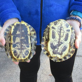 Two piece 6" Red Eared Slider Turtle Shells