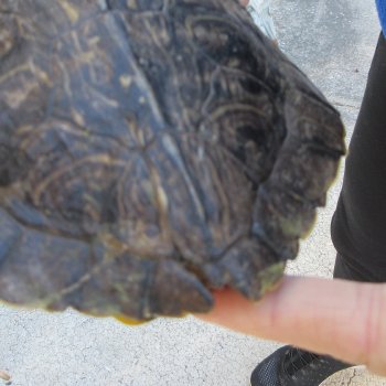 Two piece 6" Red Eared Slider Turtle Shells