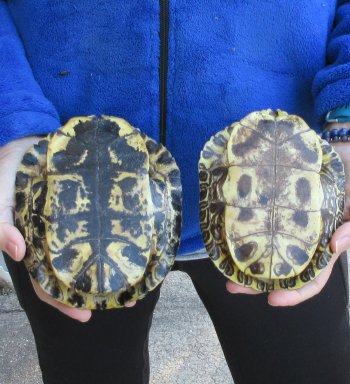 Two piece 6" Red Eared Slider Turtle Shells