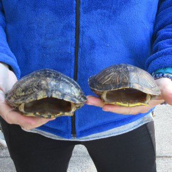 Two piece 6" Red Eared Slider Turtle Shells