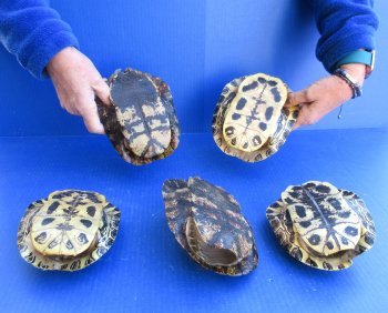 Five piece 6" Red Eared Slider Turtle Shells