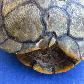 Five piece 6" Red Eared Slider Turtle Shells