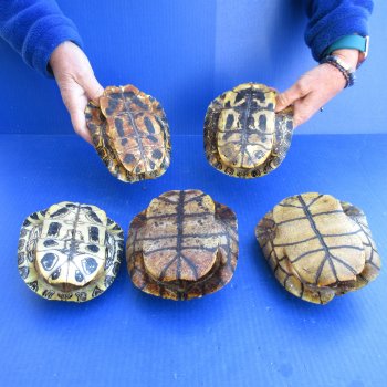 Five piece 6" Red Eared Slider Turtle Shells