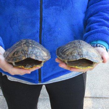 Two piece 6" Red Eared Slider Turtle Shells