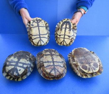 Five piece 7" Red Eared Slider Turtle Shells