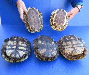 Five piece 7" Red Eared Slider Turtle Shells