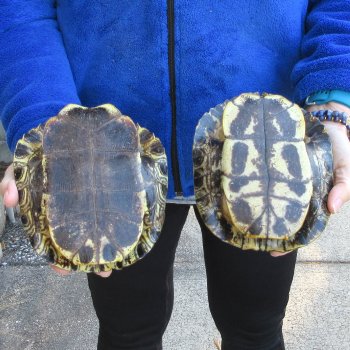 Two piece 7" Red Eared Slider Turtle Shells