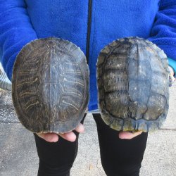 Two piece 7" Red Eared Slider Turtle Shells