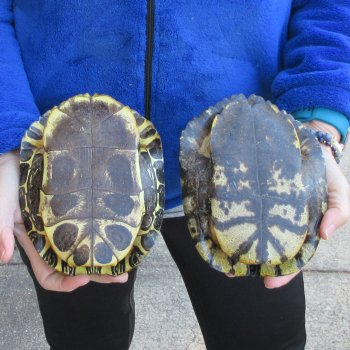 Two piece 7" Red Eared Slider Turtle Shells