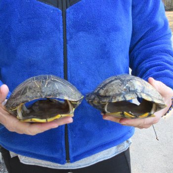 Two piece 7" Red Eared Slider Turtle Shells