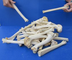 Thirty piece Deer Leg Bones 7" to 12"