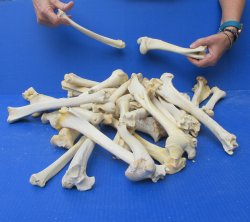 Thirty piece Deer Leg Bones 7" to 12"