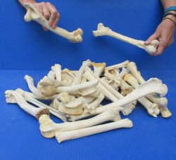 Thirty piece Deer Leg Bones 7" to 12"