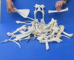 4lb Assorted Bones