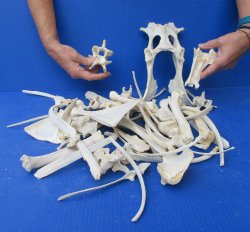 4lb Assorted Bones