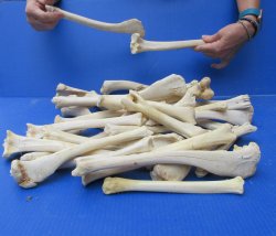 Thirty piece Deer Leg Bones 7" to 12"