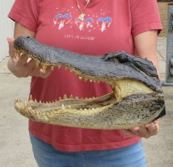 16" Alligator ...