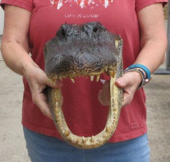 16" Alligator Head 