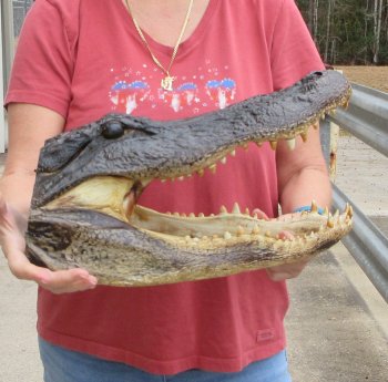 16" Alligator Head 