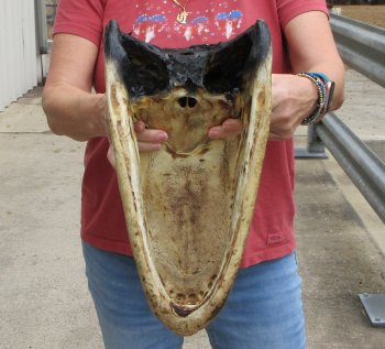 16" Alligator Head 