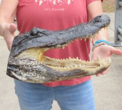 16" Alligator ...