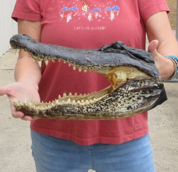 16" Alligator Head 