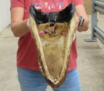 16" Alligator Head 