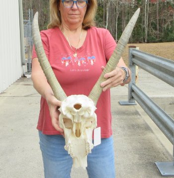B-Grade 22" African Waterbuck Horns and Skull 