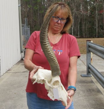 B-Grade 22" African Waterbuck Horns and Skull 