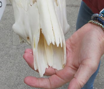B-Grade 22" African Waterbuck Horns and Skull 