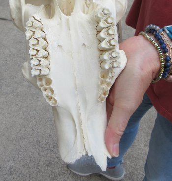 B-Grade 22" African Waterbuck Horns and Skull 