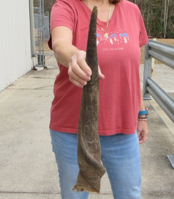 27" B-Grade Male Eland Horn 