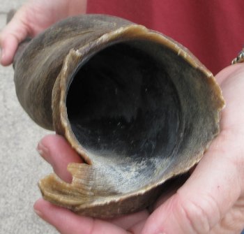 27" B-Grade Male Eland Horn 