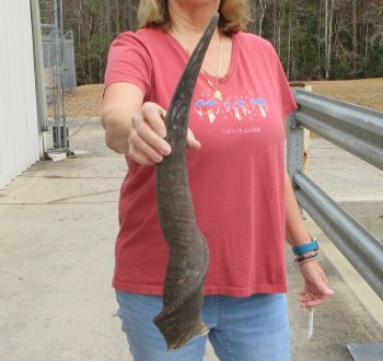 27" B-Grade Male Eland Horn 