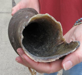 27" B-Grade Male Eland Horn 