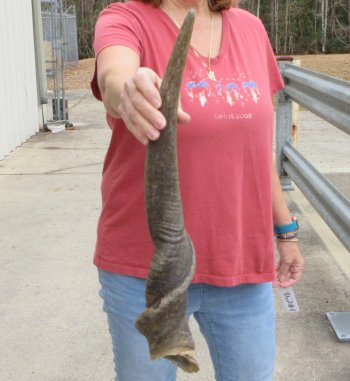 27" Male Eland Horn 