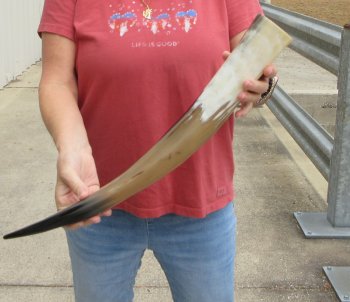 23" Tan Polished Cow/Cattle buffalo horn