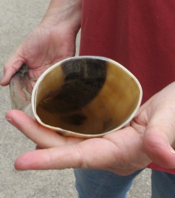 23" Tan Polished Cow/Cattle buffalo horn