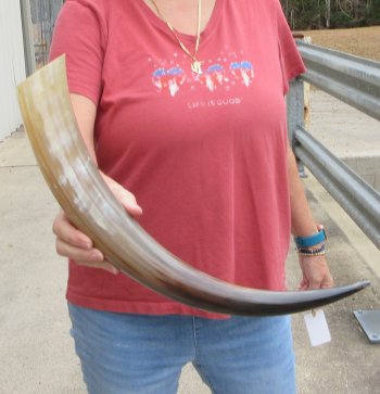 22" Tan Polished Cow/Cattle buffalo horn