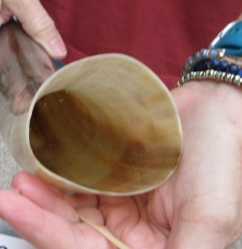 22" Tan Polished Cow/Cattle buffalo horn